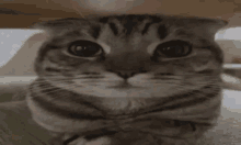 a close up of a cat 's face looking at the camera while sitting under a table .