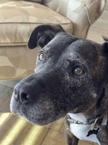 a close up of a dog looking at the camera