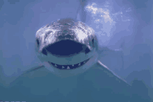 a shark is smiling and looking at the camera with its mouth open