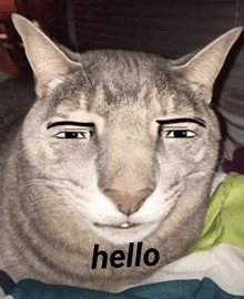 a cat with fake eyebrows is laying on a bed with the word hello written below it