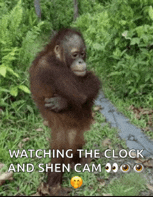 a monkey is standing in the grass watching the clock and shen cam