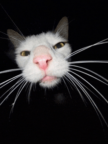 a close up of a cat 's nose and whiskers