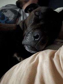 a close up of a dog sleeping on a bed with a man in the background