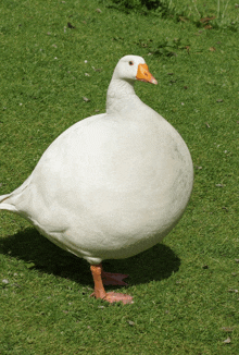 a large white duck with an orange beak is standing on a lush green field