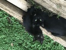 two black cats with green eyes laying on a log in the grass