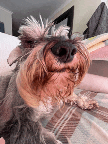 a close up of a dog laying on a blanket with its mouth open