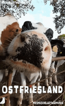 a group of cows standing behind a fence with the word ostfriesland written on the bottom