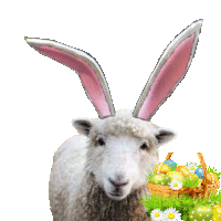 a sheep with bunny ears is holding an easter basket