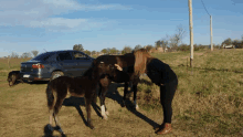 a woman standing next to a horse in a field with a car in the background that has a license plate that starts with l