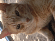 a close up of a cat 's face with green eyes