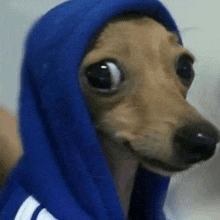 a small dog wearing a blue hoodie with a hood on its head .