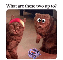 two cats with googly eyes and a stack of uno cards on the floor