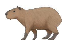 a drawing of a capybara standing on a white background