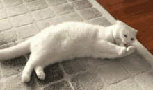 a white cat is laying on a rug on the floor .