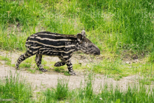 a baby tapir is walking across a dirt road .