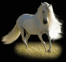 a white horse with a long mane and tail is running in a field