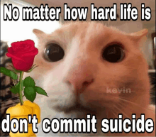 a cat holding a red rose next to a yellow pepper with the words no matter how hard life is don 't commit suicide