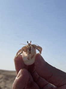 a person holding a small crab in their hand