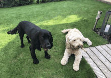 a black dog standing next to a white dog