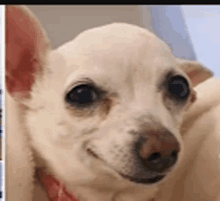 a close up of a white chihuahua dog with a red collar .