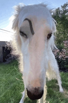 a white horse with a black eyebrow is standing in the grass looking at the camera .