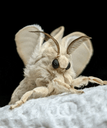 a close up of a moth laying on a white cloth