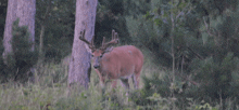 a white tailed deer standing in a grassy field with trees in the background