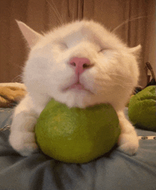 a white cat with a pink nose is holding a green ball in its mouth