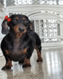 a black and brown dachshund with a red bow in its ear is standing on a marble floor .