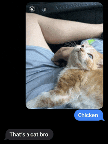 a cat is laying on a person 's lap and a text says that 's a cat bro and chicken