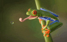 a green frog with red eyes is sticking its tongue out at a drop of water