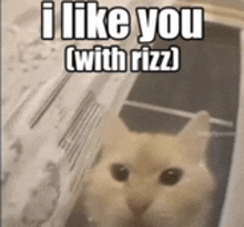 a cat with a caption that says i like you with rizz