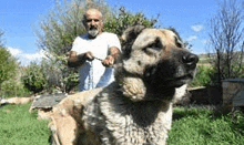 a man is holding a large dog on a leash in a grassy field .