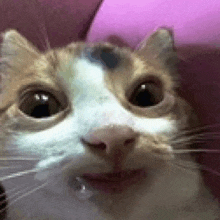 a close up of a cat 's face looking at the camera with a pink background .