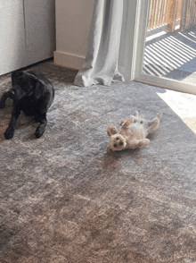 a black dog is laying on the floor next to a white dog