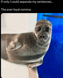 a seal with a caption that says " if only i could separate my sentences "