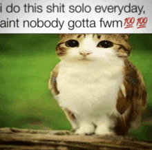 a cat is sitting on a tree branch with a caption that says i do this shit solo everyday