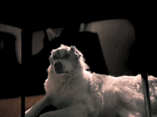 a white dog is laying down in a dark room and looking at the camera