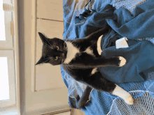 a black and white cat is laying on a bed with a blue blanket