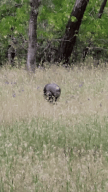 a turkey is standing in a field of tall grass with trees in the background