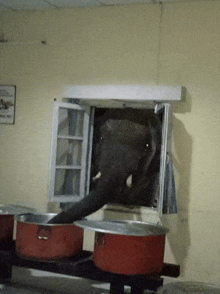 an elephant sticking its trunk out of a window