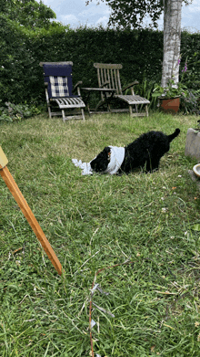 a black dog is laying in the grass with a white towel around its neck