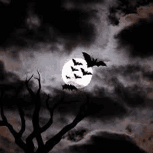 a flock of bats are flying in front of a full moon .