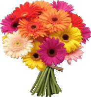 a bunch of different colored daisies with green stems on a white background