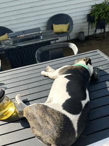 a black and white dog is laying on a table outside