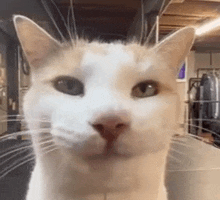 a white cat is looking at the camera in a room .