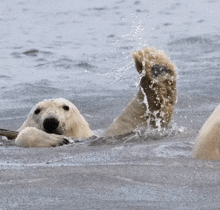 a polar bear is splashing water with its paws