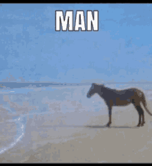 a horse standing on a beach with the word man written above it