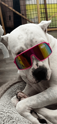 a white dog wearing a pair of pink sunglasses laying on a bed