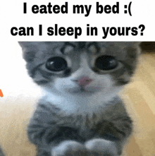 a gray and white cat with a caption that says i ate my bed can i sleep in yours